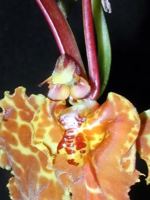 Bild von Psychopsis krameriana 4